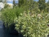 Dekoratyviniai lauko augalai – tujos, kadagiai, pu - nuotraukos Nr. 14