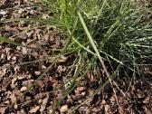 Dekoratyviniai lauko augalai – tujos, kadagiai, pu - nuotraukos Nr. 15