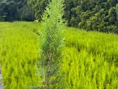 Thuja Smaragd - p9 vazonas - 0,80 € - iki 60 cm - nuotraukos Nr. 3