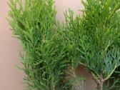 Thuja Smaragd - p9 vazonas - 0,80 € - iki 60 cm - nuotraukos Nr. 5