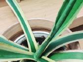 Kambarinė gėlė "Agave".