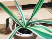 Kambarinė gėlė "Agave". - nuotraukos Nr. 2