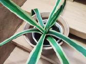 Kambarinė gėlė "Agave". - nuotraukos Nr. 3