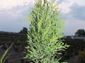 Thuja Smaragd - p9 vazonas - 0,80 € - iki 60 cm - nuotraukos Nr. 6