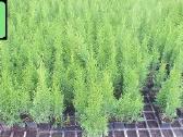 Thuja Smaragd - p9 vazonas - 0,80 € - iki 60 cm - nuotraukos Nr. 4
