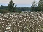 Tikrojo margainio sėklos (2026 vasaros derlius) - nuotraukos Nr. 2
