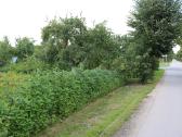 Parduodami 13,6 Arų Du Sodo Sklypai Joniškyje - nuotraukos Nr. 10