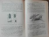 644. Antikvarinė Курсъ Энтомологiи Холодковскiй Н. - nuotraukos Nr. 4