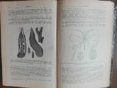 644. Antikvarinė Курсъ Энтомологiи Холодковскiй Н. - nuotraukos Nr. 5