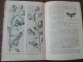 644. Antikvarinė Курсъ Энтомологiи Холодковскiй Н. - nuotraukos Nr. 8