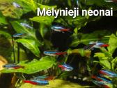 Akvariuminės žuvytės - nuotraukos Nr. 6