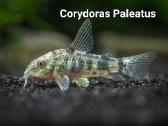 Akvariuminės žuvytės 20% nuolaida! - nuotraukos Nr. 8