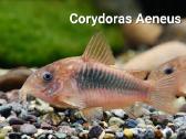 Akvariuminės žuvytės 20% nuolaida! - nuotraukos Nr. 10