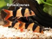 Akvariuminės žuvytės - nuotraukos Nr. 3