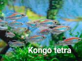 Akvariuminės žuvytės - nuotraukos Nr. 4