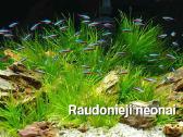 Akvariuminės žuvytės - nuotraukos Nr. 7