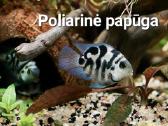 Akvariuminės žuvytės - nuotraukos Nr. 5