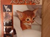 Kačių auginimas