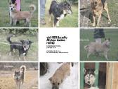 Alytuje išsirinkite sau gyvūną Net iš 350 - nuotraukos Nr. 17