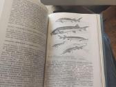 Zoologijos vadovėlis.учебник Зоологии. - nuotraukos Nr. 5
