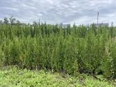 Smaragdinės tujos Geriausiom Kainom ! - nuotraukos Nr. 3