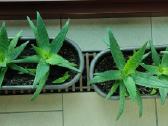 Alijošiai (lot. Aloe arborescens, Aloe maculata) - nuotraukos Nr. 2