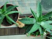Alijošiai (lot. Aloe arborescens, Aloe maculata) - nuotraukos Nr. 3