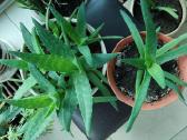 Alijošiai (lot. Aloe arborescens, Aloe maculata)