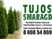 Tujos Smaragd-brabant, dekoratyvinės pušelės, - nuotraukos Nr. 38