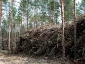 Apleistų pievų tvarkymas -krūmų kirtimas nemokamai - nuotraukos Nr. 2