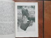 Tadas Ivanauskas "Gamtininko užrašai" 1955 metai - nuotraukos Nr. 7