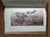 Tadas Ivanauskas "Gamtininko užrašai" 1955 metai - nuotraukos Nr. 15