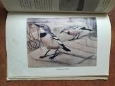Tadas Ivanauskas "Gamtininko užrašai" 1955 metai - nuotraukos Nr. 16