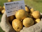 Maistinės bulvės 0,50ct - nuotraukos Nr. 8