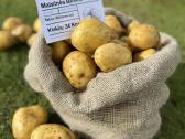 Maistinės bulvės 0,50ct - nuotraukos Nr. 6