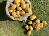 Maistinės bulvės 0,50ct - nuotraukos Nr. 3