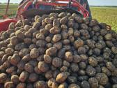 Bulvės maistinės pašarinės - nuotraukos Nr. 23