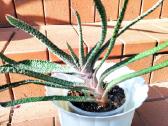 Kambarinė gėlė "Gasteria" - nuotraukos Nr. 3