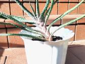 Kambarinė gėlė "Gasteria" - nuotraukos Nr. 5