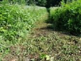 Žolės pjovimas/kelmu nufrezavimas ir kiti darbai - nuotraukos Nr. 38