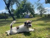 Šiurkščiaplaukis Džekas Ieško Draugės - nuotraukos Nr. 13