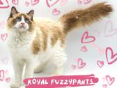 Ragdoll Veislynas Rezervacija - nuotraukos Nr. 9