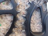 32t Sram eagle x-sync 2 zvaigzde - nuotraukos Nr. 3