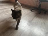 Gražus siamo katinas , skubiai reikalinga katite - nuotraukos Nr. 5