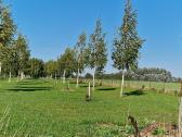 Parduodu pušų/ Ąžuolų/ liepų sodmenys persodinimas - nuotraukos Nr. 12