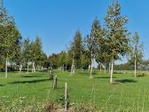 Parduodu pušų/ Ąžuolų/ liepų sodmenys persodinimas - nuotraukos Nr. 13