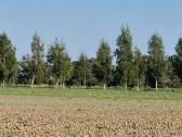 Parduodu pušų/ Ąžuolų/ liepų sodmenys persodinimas - nuotraukos Nr. 15