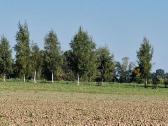 Parduodu pušų/ Ąžuolų/ liepų sodmenys persodinimas - nuotraukos Nr. 14