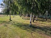 Parduodu pušų/ Ąžuolų/ liepų sodmenys persodinimas - nuotraukos Nr. 19