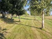 Parduodu pušų/ Ąžuolų/ liepų sodmenys persodinimas - nuotraukos Nr. 22